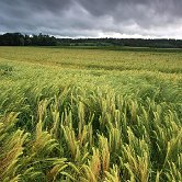 Malo Mraševo barley field